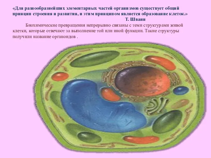 «Для разнообразнейших элементарных частей организмов существует общий принцип строения и