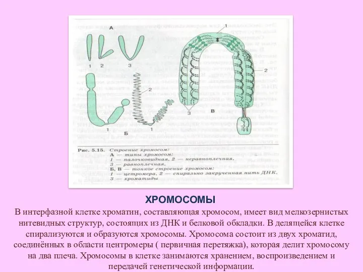 ХРОМОСОМЫ В интерфазной клетке хроматин, составляющая хромосом, имеет вид мелкозернистых