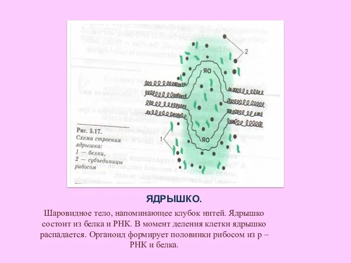 ЯДРЫШКО. Шаровидное тело, напоминающее клубок нитей. Ядрышко состоит из белка