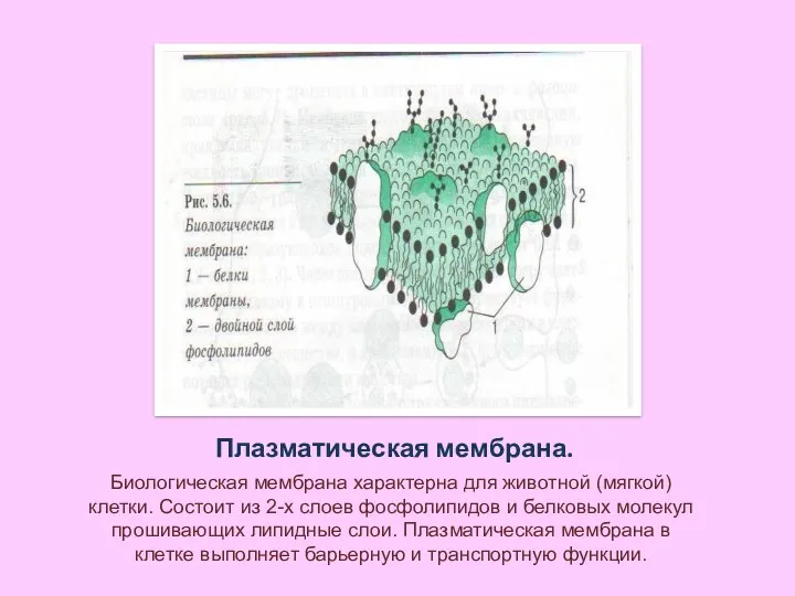 Плазматическая мембрана. Биологическая мембрана характерна для животной (мягкой) клетки. Состоит