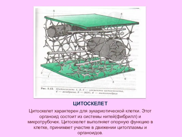 ЦИТОСКЕЛЕТ Цитоскелет характерен для эукариотической клетки. Этот органоид состоит из