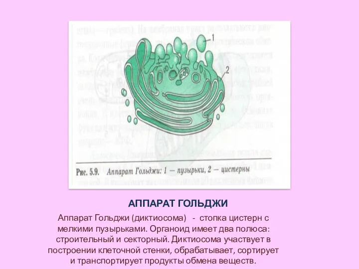 АППАРАТ ГОЛЬДЖИ Аппарат Гольджи (диктиосома) - стопка цистерн с мелкими