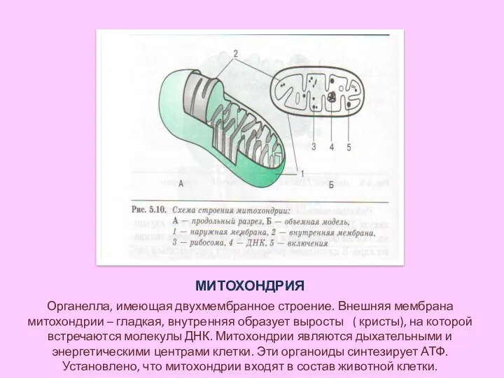 МИТОХОНДРИЯ Органелла, имеющая двухмембранное строение. Внешняя мембрана митохондрии – гладкая,