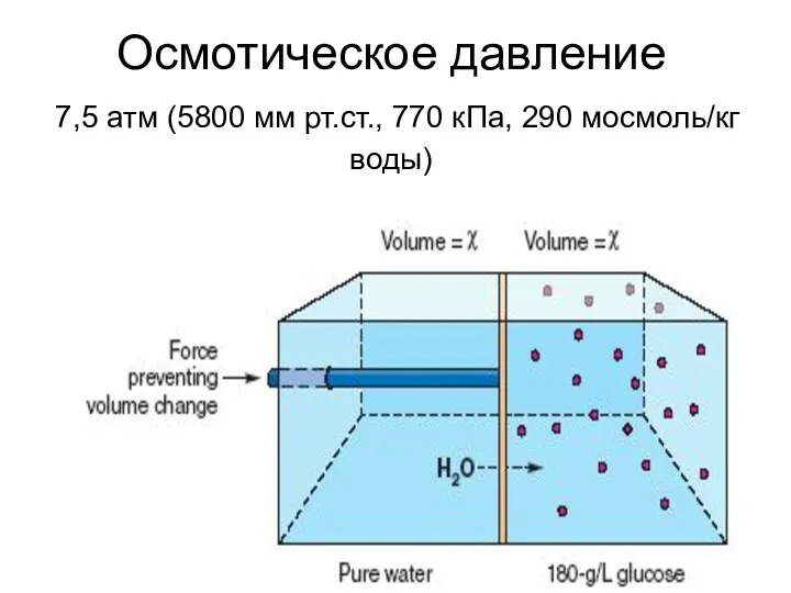 Осмотическое давление 7,5 атм (5800 мм рт.ст., 770 кПа, 290 мосмоль/кг воды)