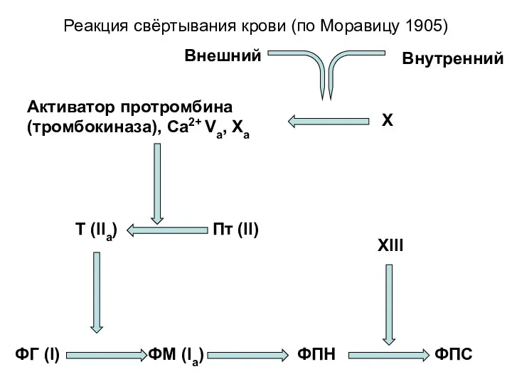 Реакция свёртывания крови (по Моравицу 1905) ФГ (I) ФМ (Iа) ФПН ФПС XIII