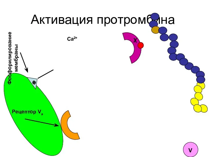 Активация протромбина Фосфорилирование мембраны Ca2+ Рецептор Va Ф