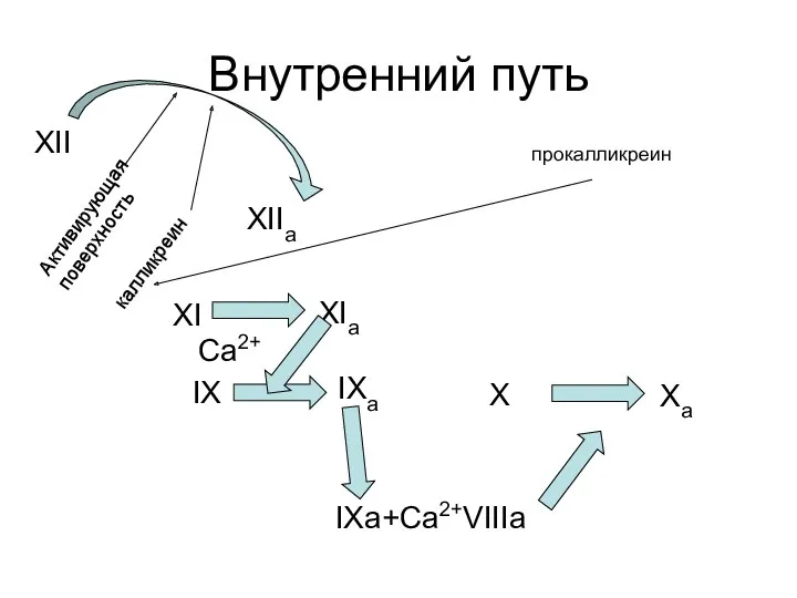 Внутренний путь XII калликреин Активирующая поверхность XIIa прокалликреин XI XIa IX IXa Ca2+ IXa+Ca2+VIIIa X Xa