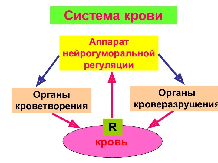 Аппарат нейрогуморальной регуляции Органы кроветворения Органы кроверазрушения R Система крови