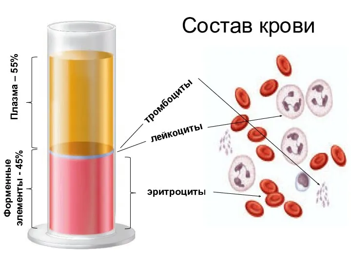 Состав крови Плазма – 55% эритроциты Форменные элементы - 45%