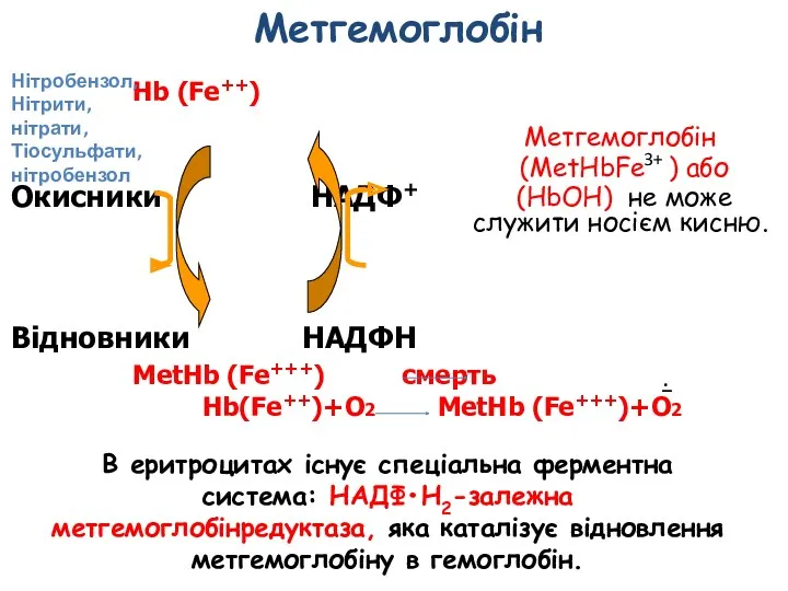 Hb (Fe++) Окисники НАДФ+ Відновники НAДФH MetHb (Fe+++) смерть Hb(Fe++)+O2
