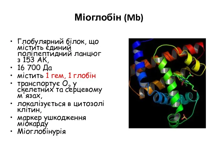 Міоглобін (Mb) Глобулярний білок, що містить єдиний поліпептидний ланцюг з