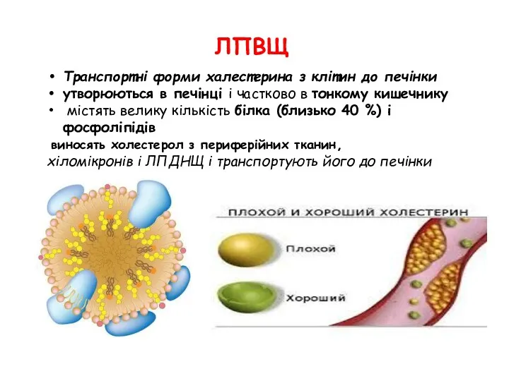 ЛПВЩ Транспортні форми халестерина з клітин до печінки утворюються в