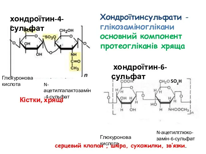 SO3H Глюкуронова кислота N-ацетилглюко- замін-6-сульфат хондроїтин-6-сульфат хондроїтин-4- сульфат Глюкуронова кислота