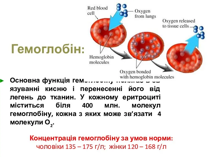 Гемоглобін: Основна функція гемоглобіну полягає в зв’язуванні кисню і перенесенні