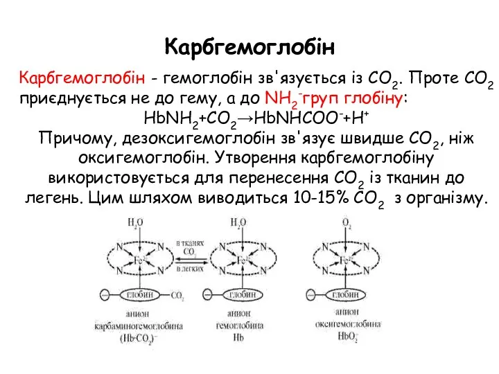 Карбгемоглобін Карбгемоглобін - гемоглобін зв'язується із СО2. Проте СО2 приєднується