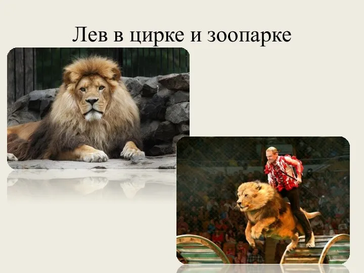 Лев в цирке и зоопарке