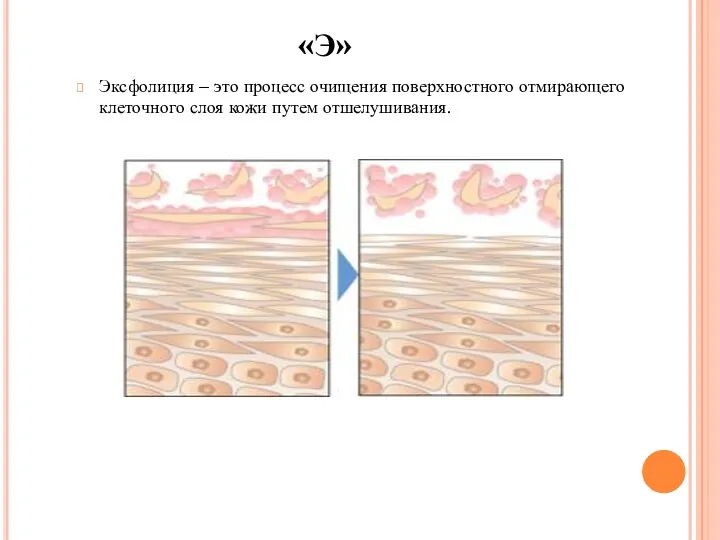 «Э» Эксфолиция – это процесс очищения поверхностного отмирающего клеточного слоя кожи путем отшелушивания.