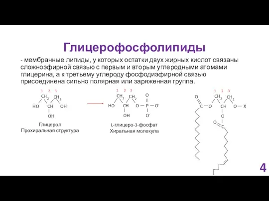 Глицерофосфолипиды - мембранные липиды, у которых остатки двух жирных кислот