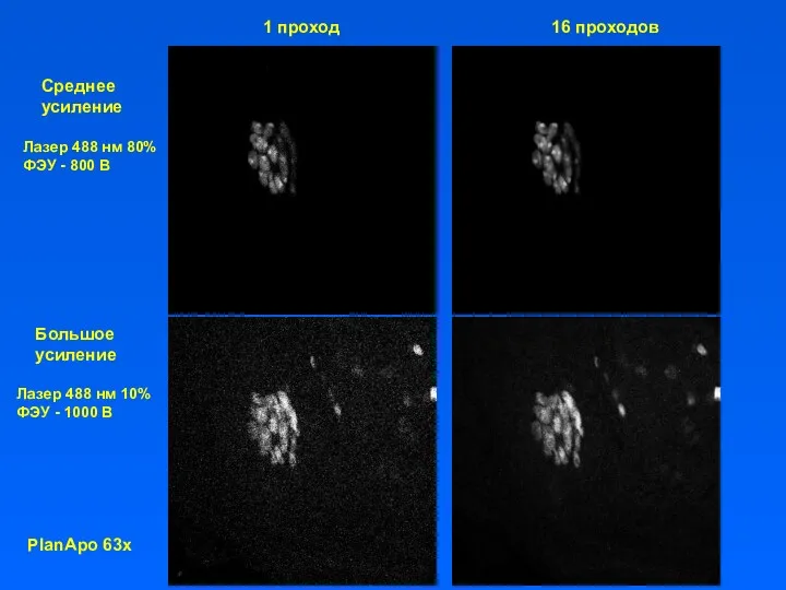 1 проход 16 проходов PlanApo 63x Лазер 488 нм 80%
