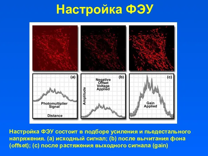 Настройка ФЭУ Настройка ФЭУ состоит в подборе усиления и пьедестального