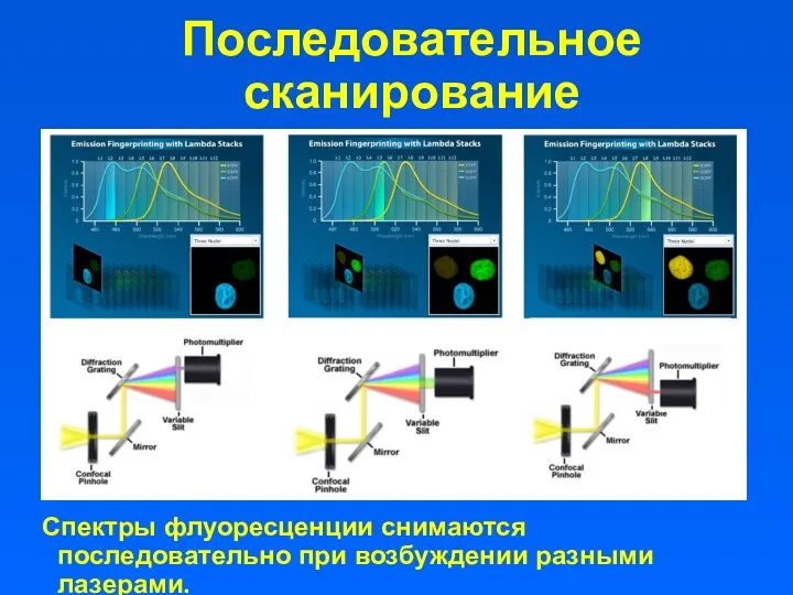 Последовательное сканирование Спектры флуоресценции снимаются последовательно при возбуждении разными лазерами.