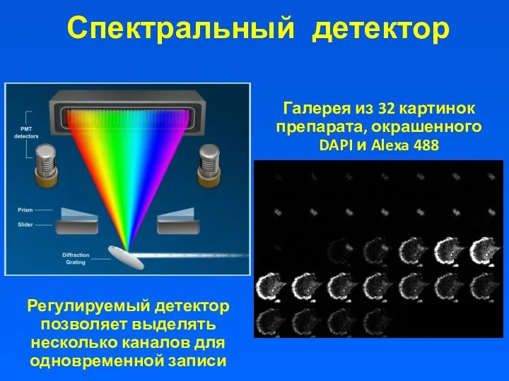 Спектральный детектор Галерея из 32 картинок препарата, окрашенного DAPI и