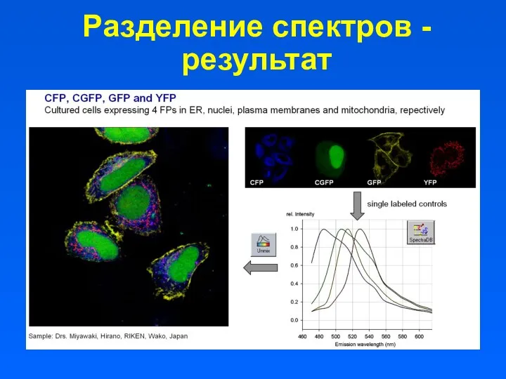 Разделение спектров - результат