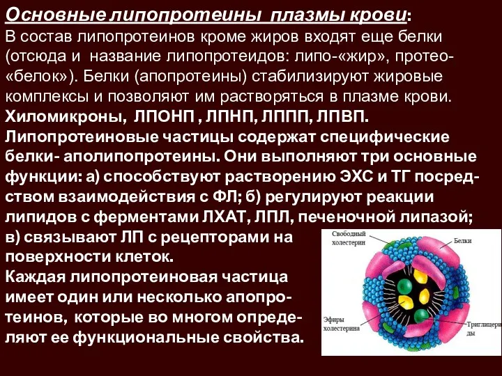 Основные липопротеины плазмы крови: В состав липопротеинов кроме жиров входят