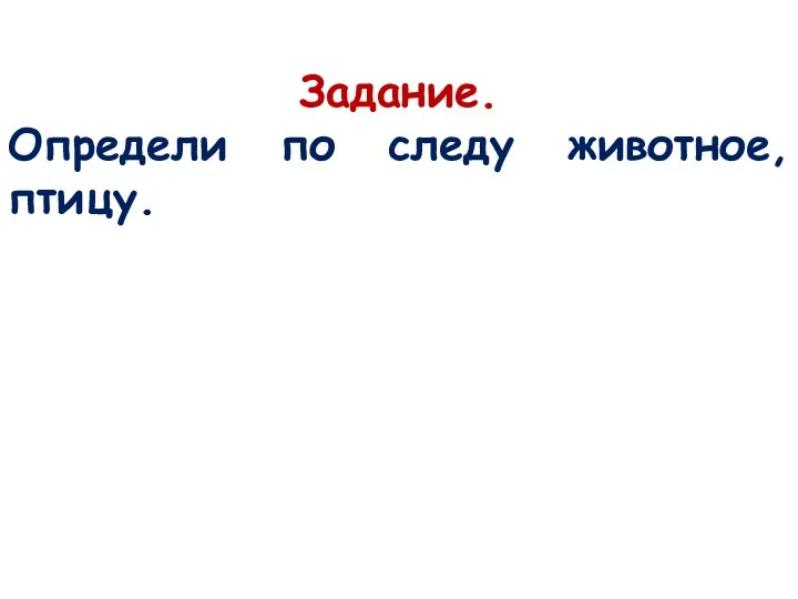 Задание. Определи по следу животное, птицу.