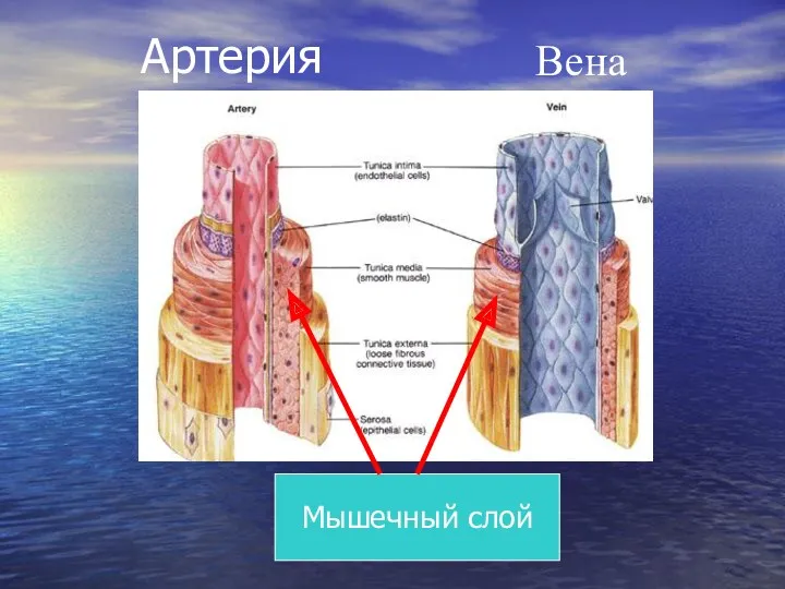 Артерия Вена Мышечный слой