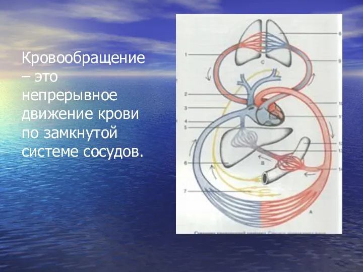 Кровообращение – это непрерывное движение крови по замкнутой системе сосудов.