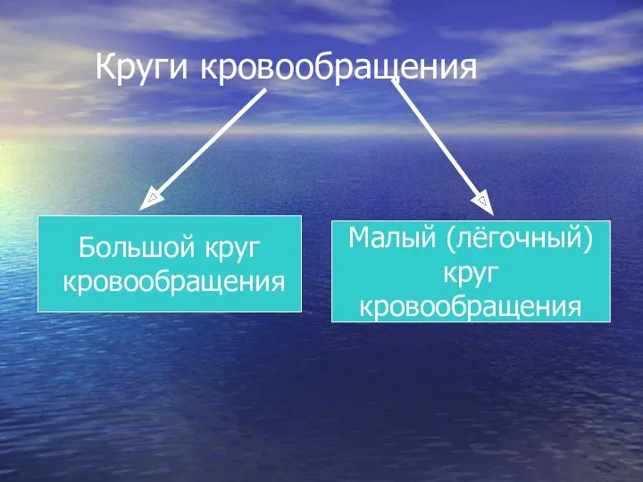 Круги кровообращения Большой круг кровообращения Малый (лёгочный) круг кровообращения