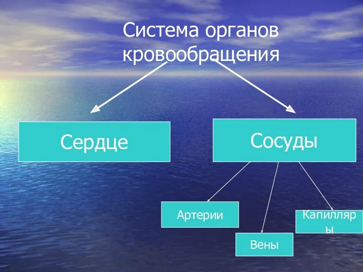 Система органов кровообращения Сердце Сосуды Артерии Вены Капилляры