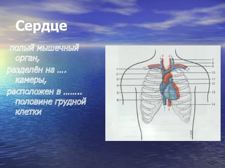 Сердце полый мышечный орган, разделён на …. камеры, расположен в …….. половине грудной клетки