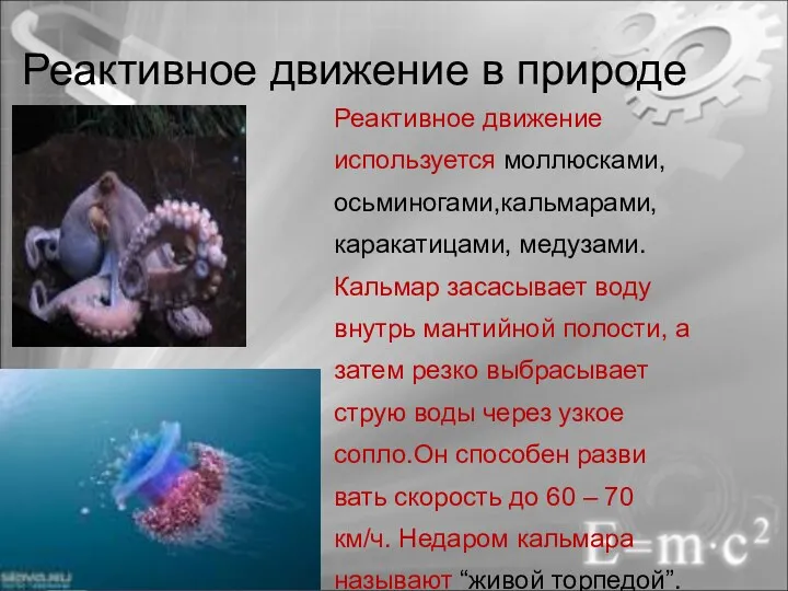 Реактивное движение в природе Реактивное движение используется моллюсками, осьминогами,кальмарами, каракатицами, медузами. Кальмар засасывает