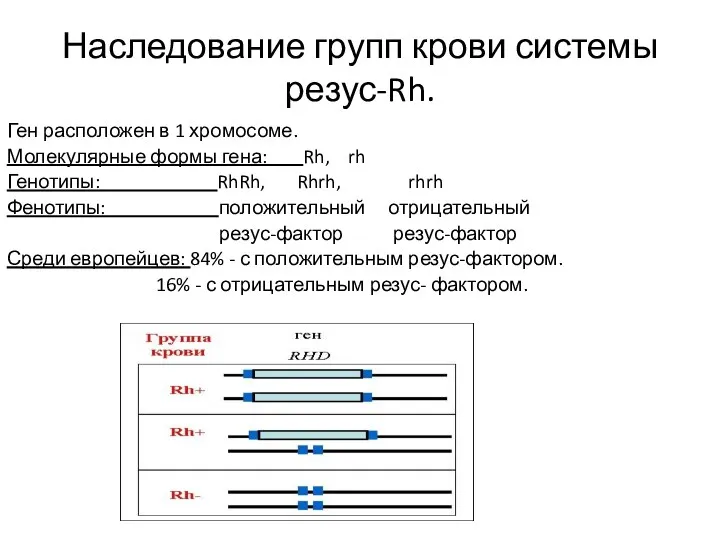 Наследование групп крови системы резус-Rh. Ген расположен в 1 хромосоме. Молекулярные формы гена: