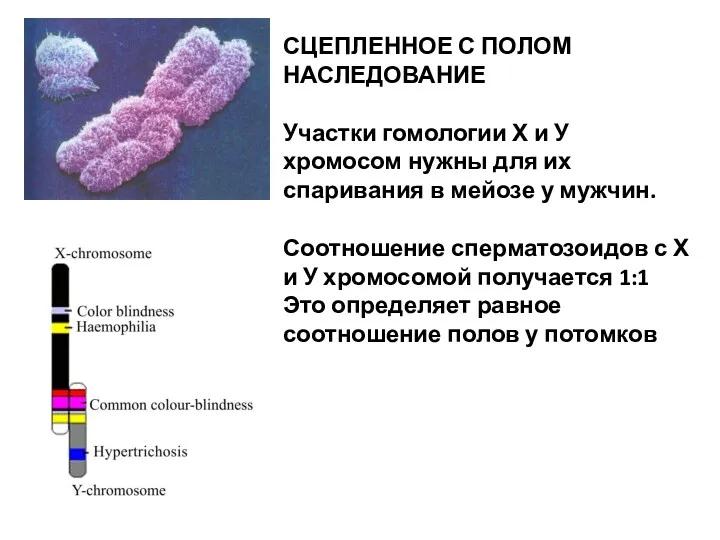 СЦЕПЛЕННОЕ С ПОЛОМ НАСЛЕДОВАНИЕ Участки гомологии Х и У хромосом нужны для их