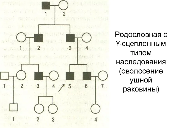 Родословная с Y-сцепленным типом наследования (оволосение ушной раковины)