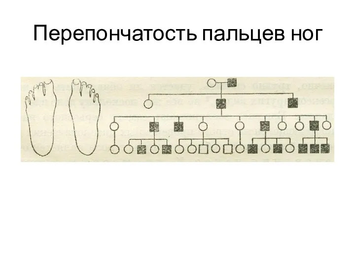 Перепончатость пальцев ног