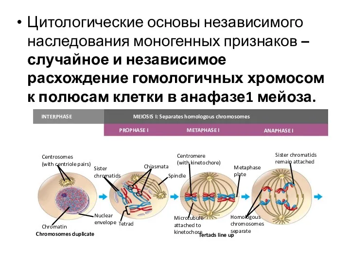 Цитологические основы независимого наследования моногенных признаков – случайное и независимое