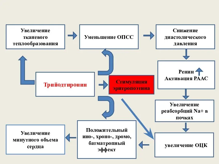 Трийодтиронин Уменьшение ОПСС Снижение диастолического давления Увеличение реабсорбций Na+ в