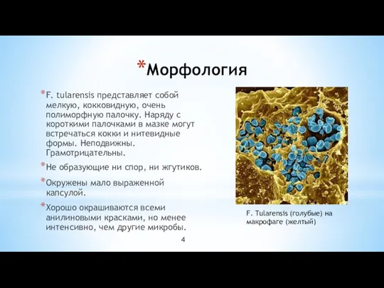 Морфология F. tularensis представляет собой мелкую, кокковидную, очень полиморфную палочку.