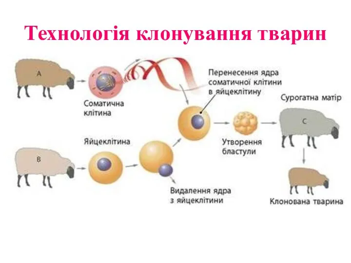 Технологія клонування тварин