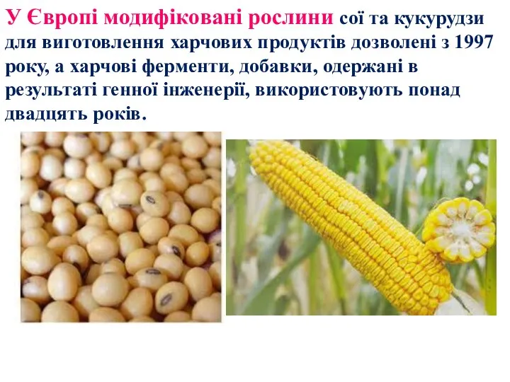 У Європі модифіковані рослини сої та кукурудзи для виготовлення харчових