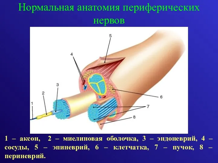 Нормальная анатомия периферических нервов 1 – аксон, 2 – миелиновая