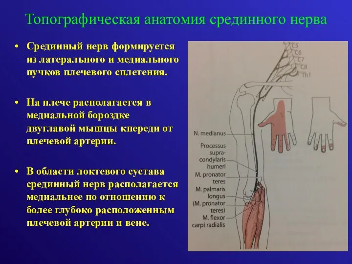 Срединный нерв формируется из латерального и медиального пучков плечевого сплетения.