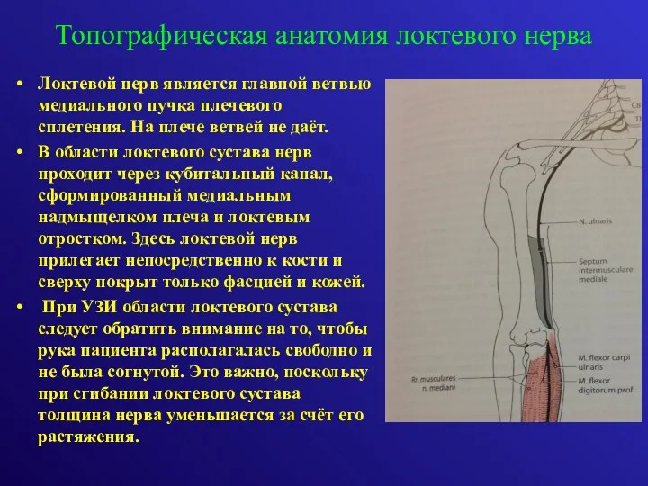 Локтевой нерв является главной ветвью медиального пучка плечевого сплетения. На