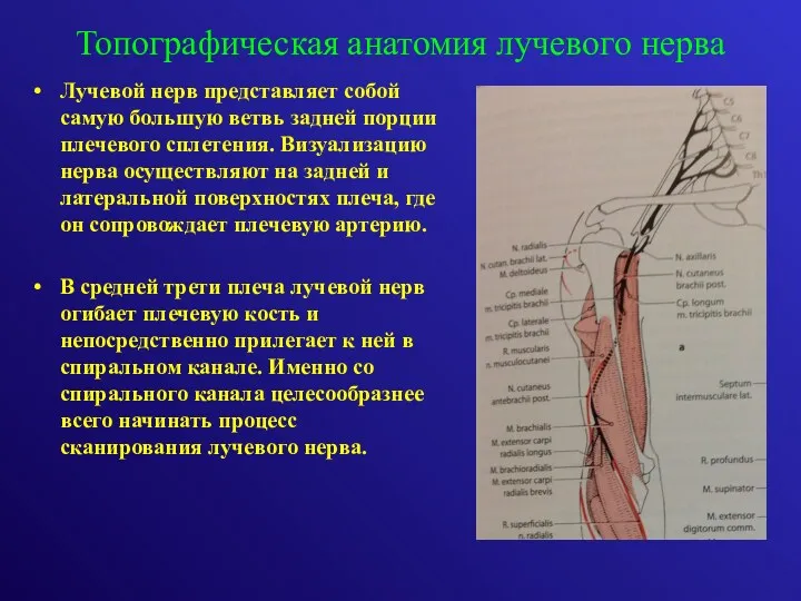 Лучевой нерв представляет собой самую большую ветвь задней порции плечевого