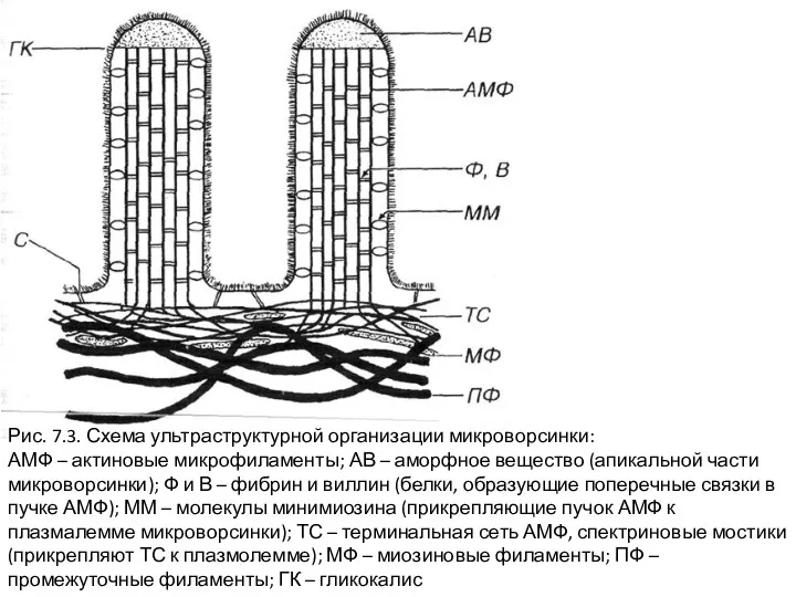 Рис. 7.3. Схема ультраструктурной организации микроворсинки: АМФ – актиновые микрофиламенты;