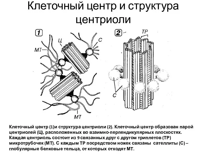 Клеточный центр и структура центриоли Клеточный центр (1)и структура центриоли